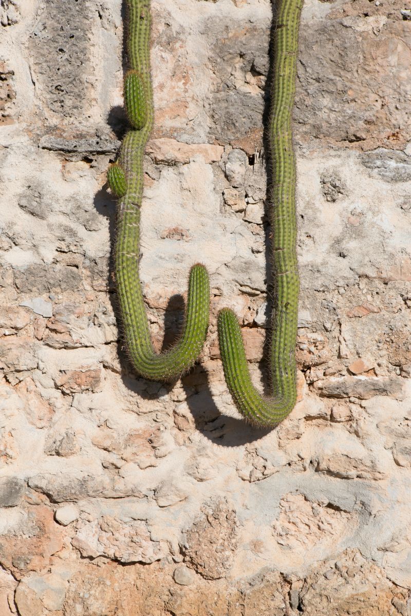 Finca auf Mallorca kaufen mit Kaktus