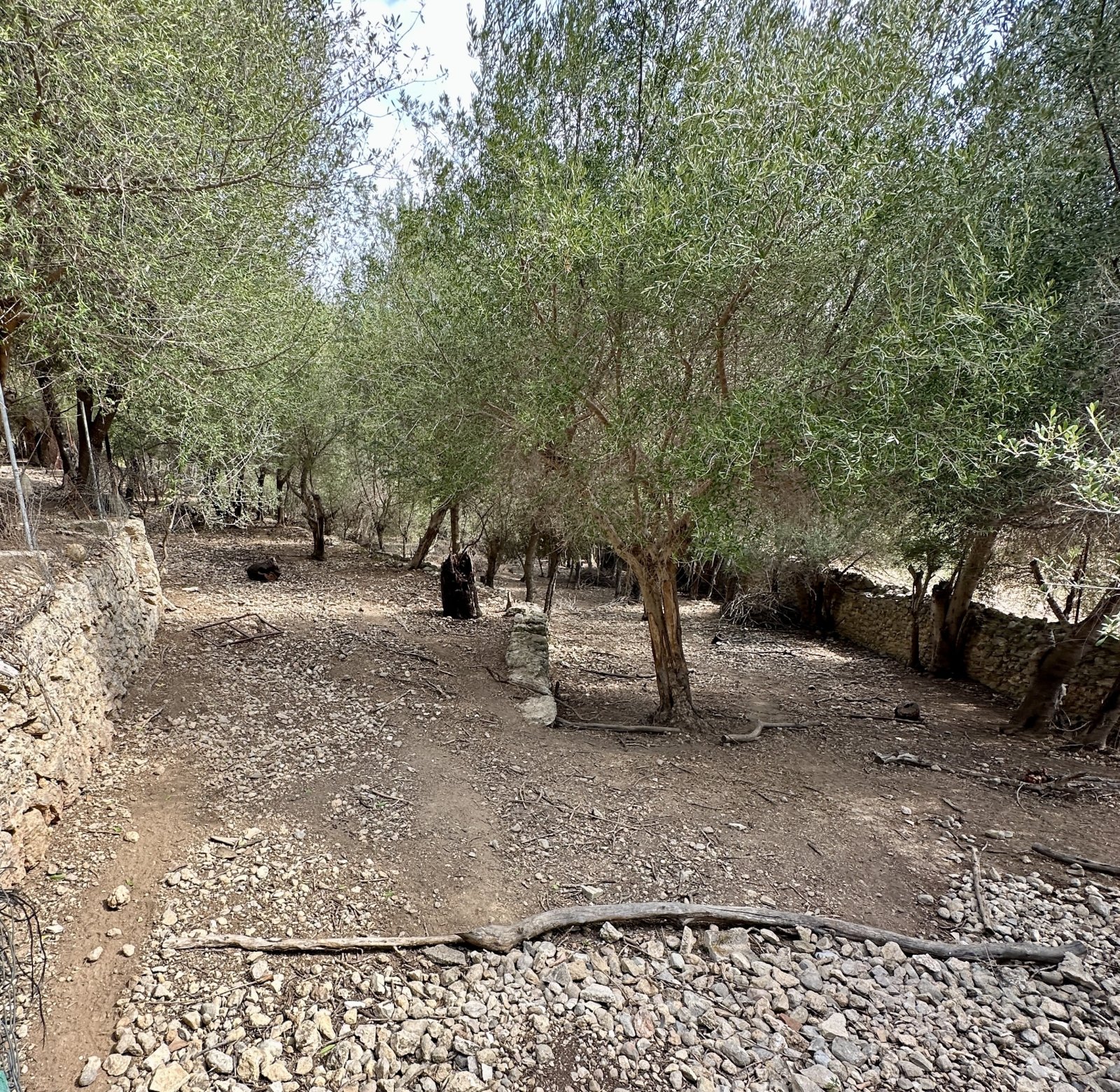 Ein Stück Mallorca mit Geschichte: Großes Stadthaus mit Parkgrundstück und Pool in Campanet