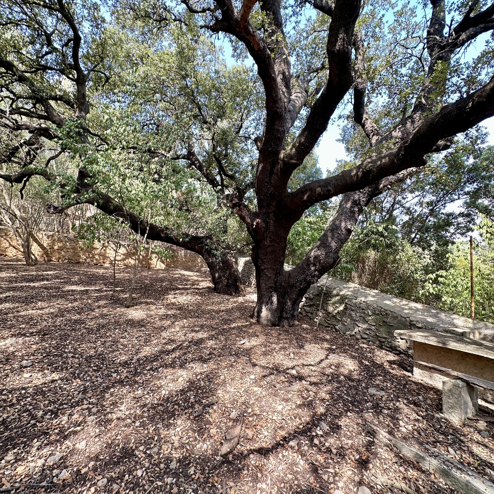 Ein Stück Mallorca mit Geschichte: Großes Stadthaus mit Parkgrundstück und Pool in Campanet