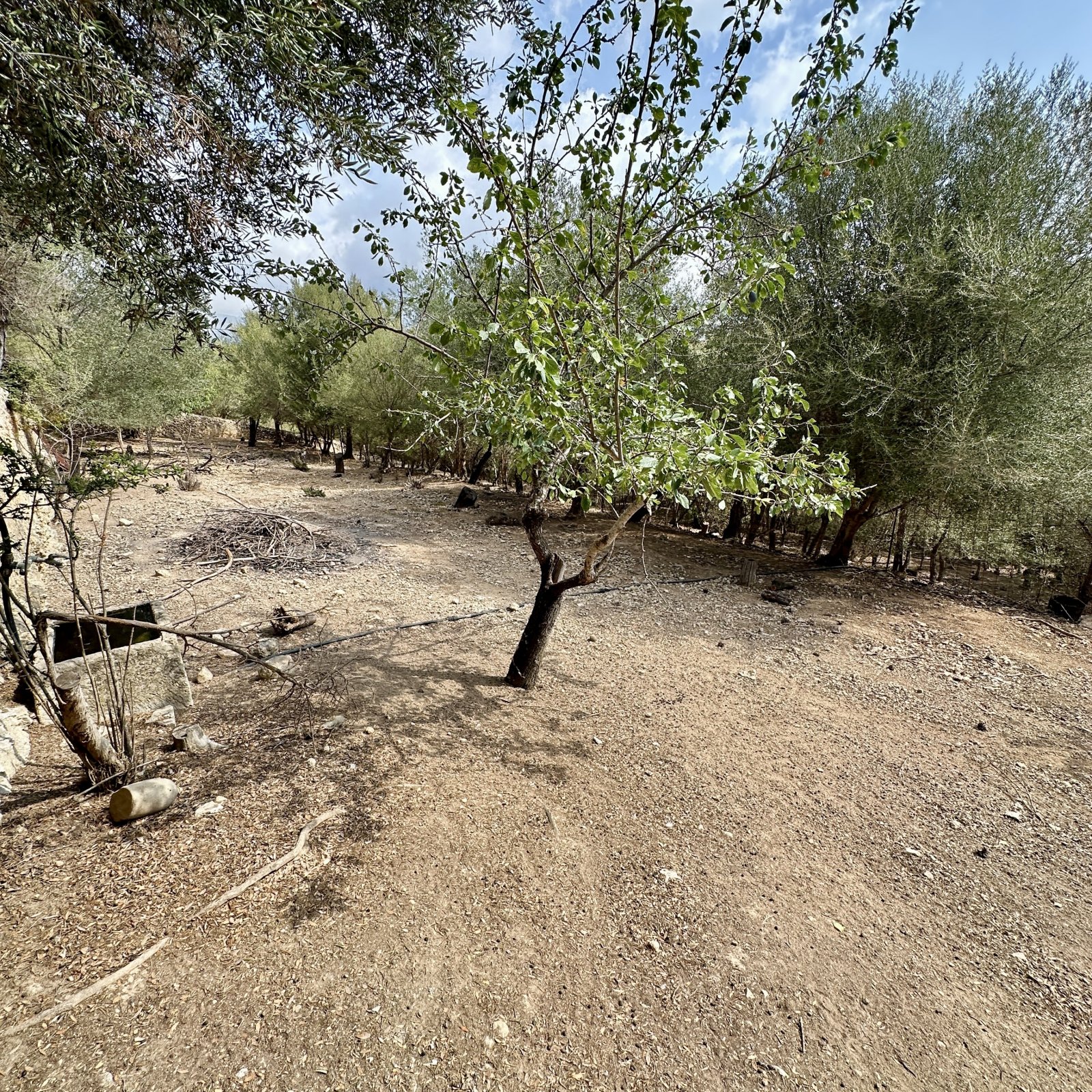 Ein Stück Mallorca mit Geschichte: Großes Stadthaus mit Parkgrundstück und Pool in Campanet