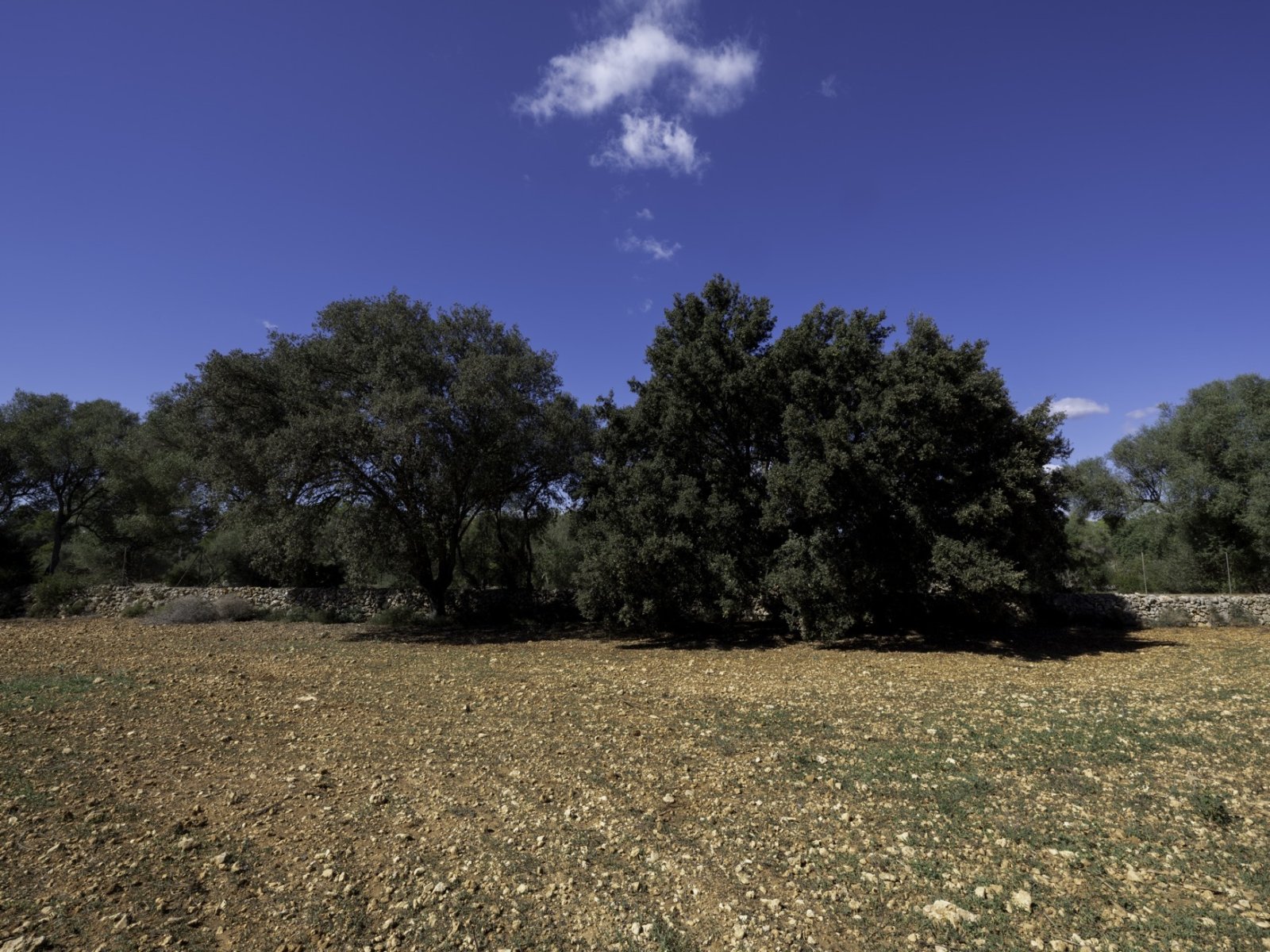 Exklusive nur bei uns! Charmante Traum-Finca mit Pool