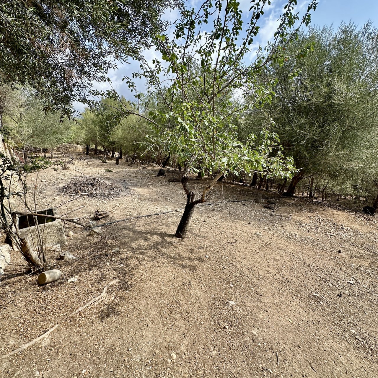 Etablierter Olivenhain mit mediterranem Baumbestand und natürlicher Hanglage Etablierter Olivenhain mit mediterranem Baumbestand und natürlicher Hanglage