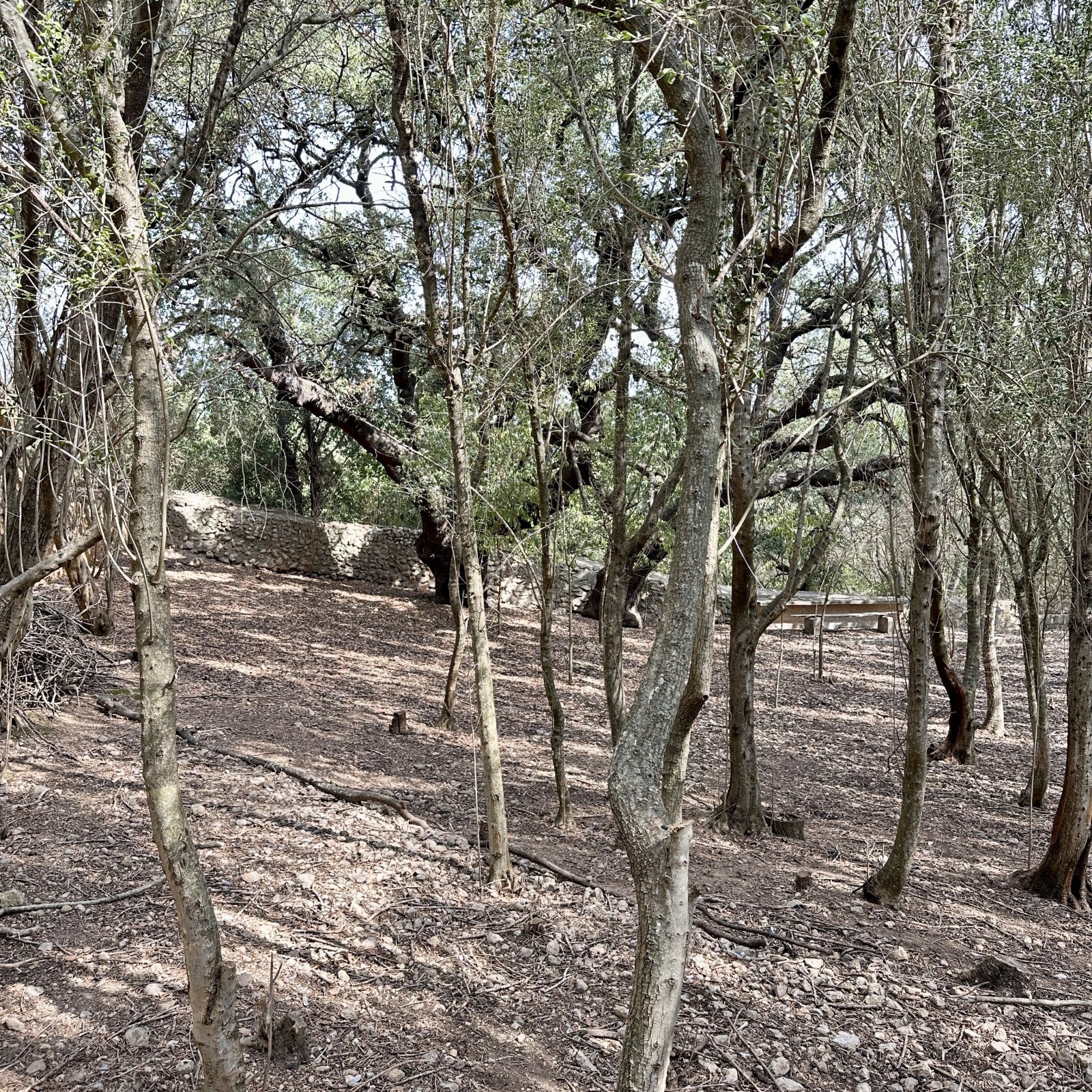 Waldgrundstück mit altem Baumbestand und natürlicher Hanglage Waldgrundstück mit altem Baumbestand und natürlicher Hanglage
