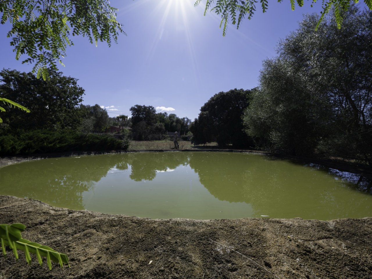 Teich