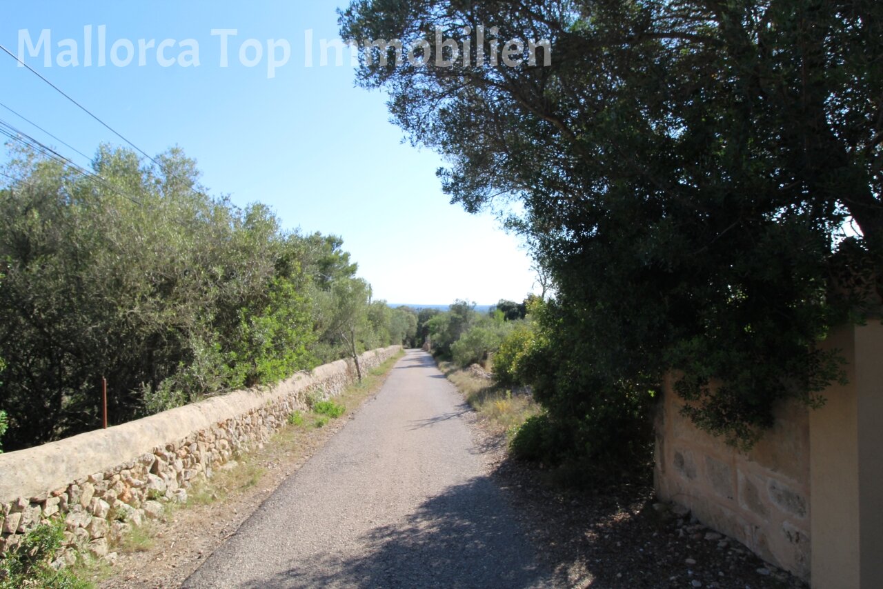 Privatweg mit mediterraner Baumkulisse und Meerblick Privatweg mit mediterraner Baumkulisse und Meerblick
