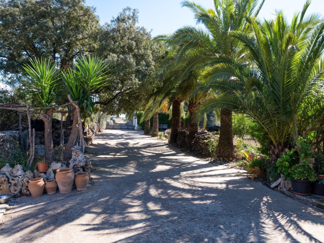 Romantische Palmenallee mit gepflastertem Zugangsweg und natürlicher Schattenarchitektur Romantische Palmenallee mit gepflastertem Zugangsweg und natürlicher Schattenarchitektur