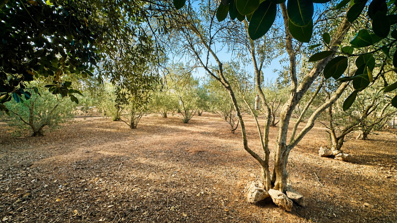 Mediterrane Olivenbaumkulisse mit naturbelassenem Landschaftscharakter Mediterrane Olivenbaumkulisse mit naturbelassenem Landschaftscharakter