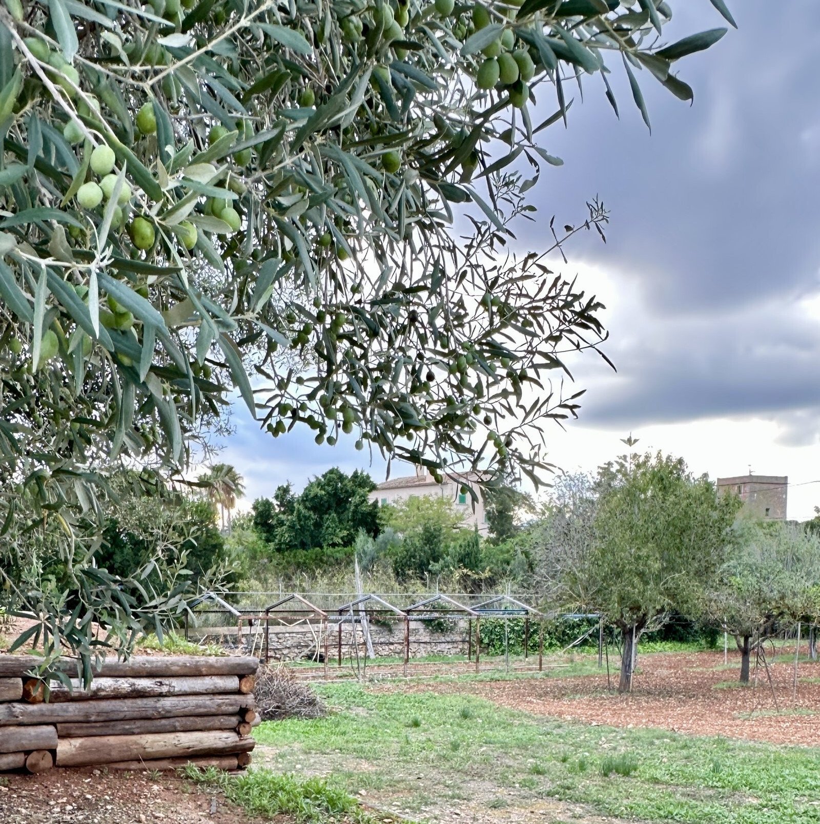 Obstgarten mit altem Baumbestand und idyllischem Landschaftsblick