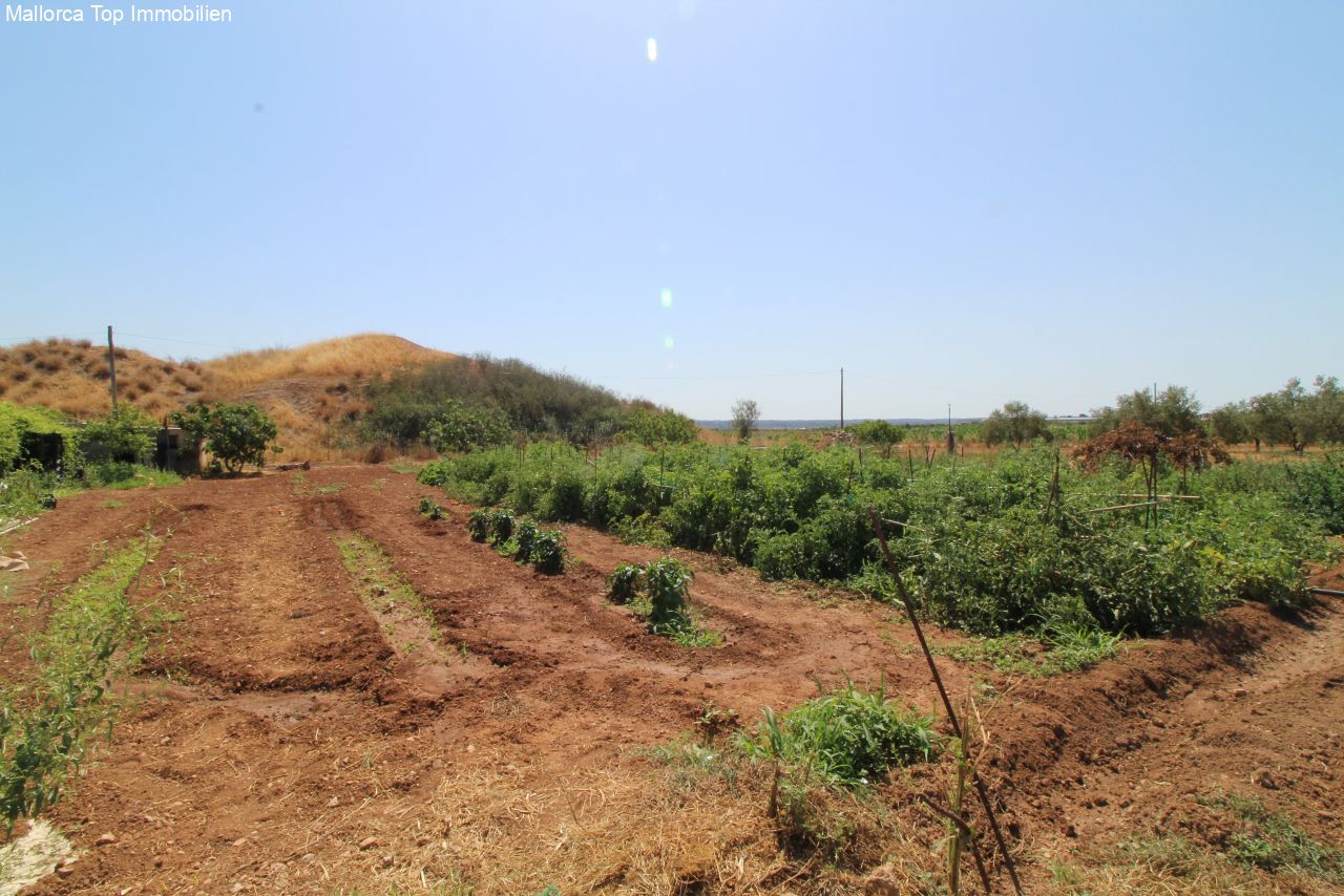 Finca mit eigener Windmühle und Olivenplantage Finca mit eigener Windmühle und Olivenplantage