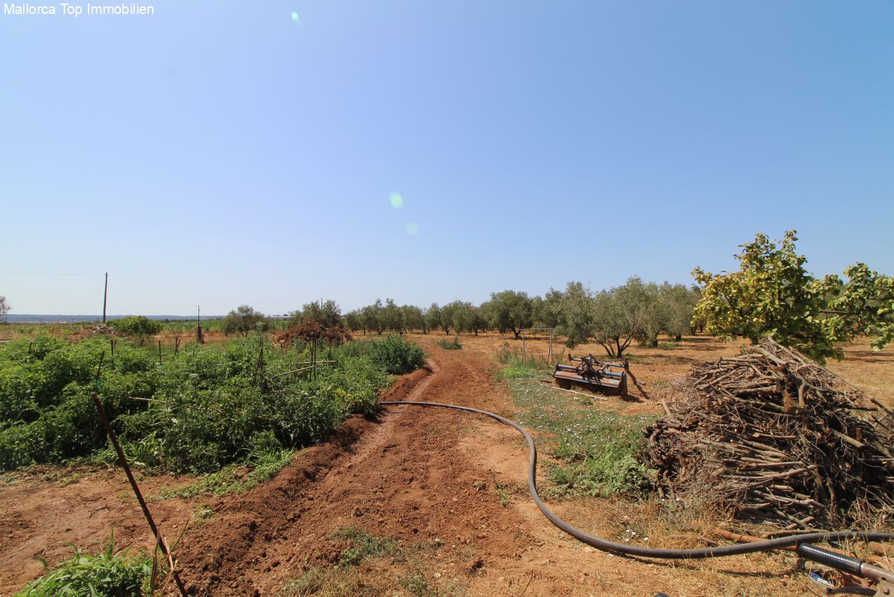 Bewässertes Anbauland mit etabliertem Gemüseanbau – produktive Agrarfläche mit optimaler Infrastruktur Bewässertes Anbauland mit etabliertem Gemüseanbau – produktive Agrarfläche mit optimaler Infrastruktur