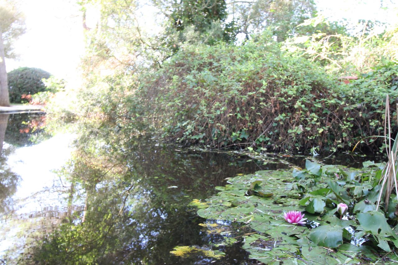 Teich Teich