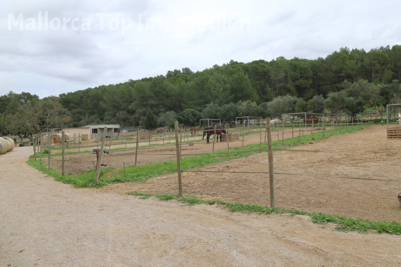 Finca mit Gästehaus ()