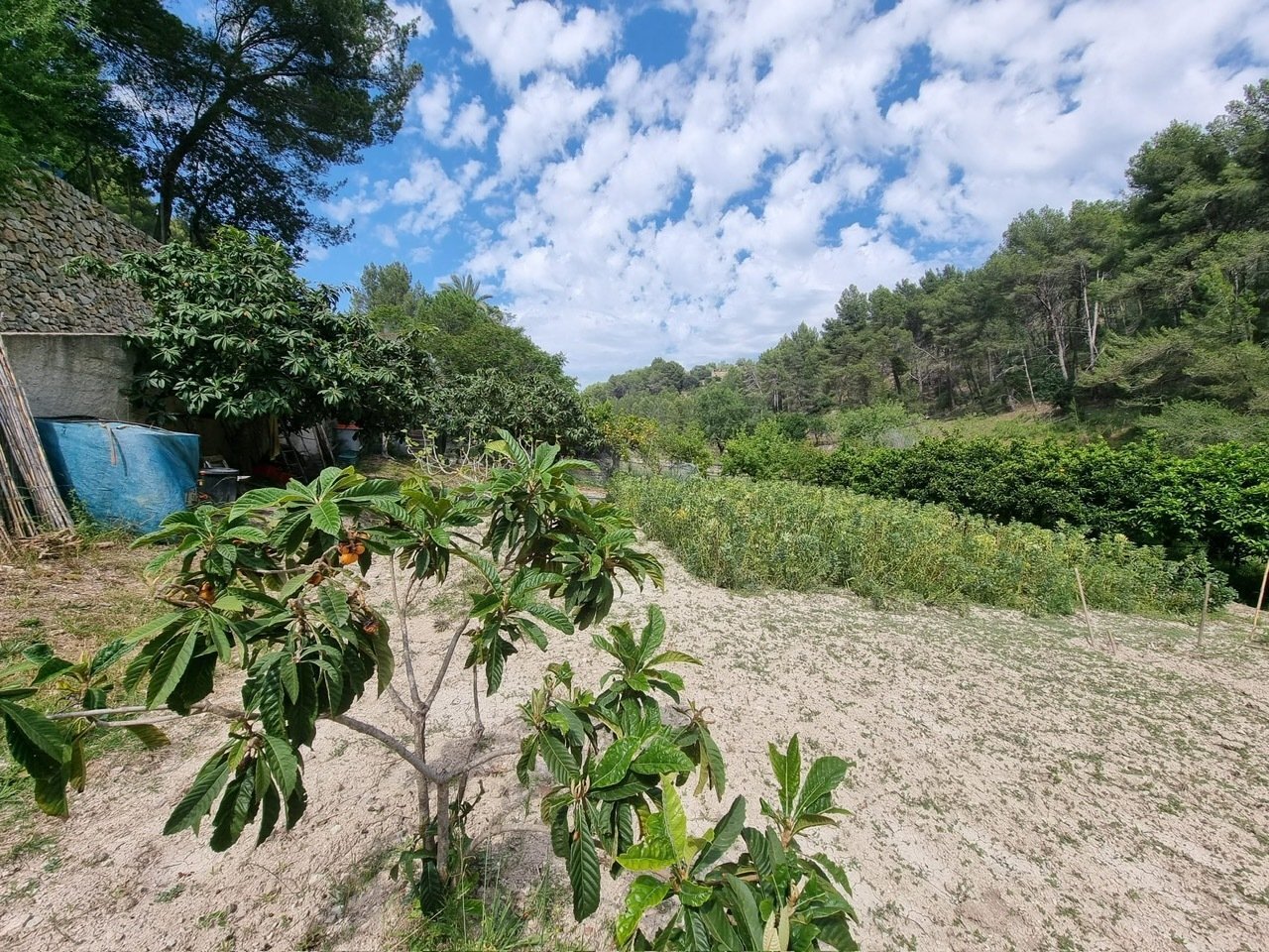 Naturbelassenes Grundstück mit etabliertem Baumbestand und Potenzial für individuelle Gartengestaltung Naturbelassenes Grundstück mit etabliertem Baumbestand und Potenzial für individuelle Gartengestaltung