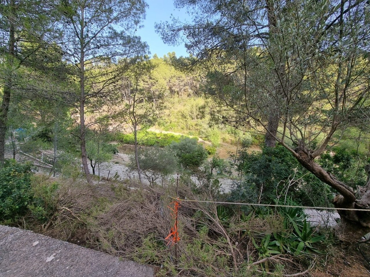 Waldnahe Freifläche mit natürlichem Baumbestand und Bachanbindung Waldnahe Freifläche mit natürlichem Baumbestand und Bachanbindung