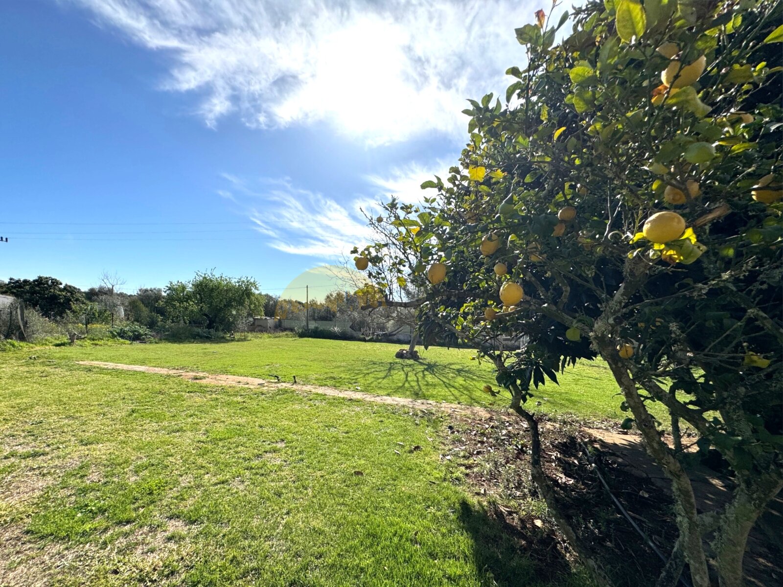 Weitläufiges Gartengrundstück mit etabliertem Obstbaumbestand und natürlicher Privatsphäre durch Bepflanzung Weitläufiges Gartengrundstück mit etabliertem Obstbaumbestand und natürlicher Privatsphäre durch Bepflanzung