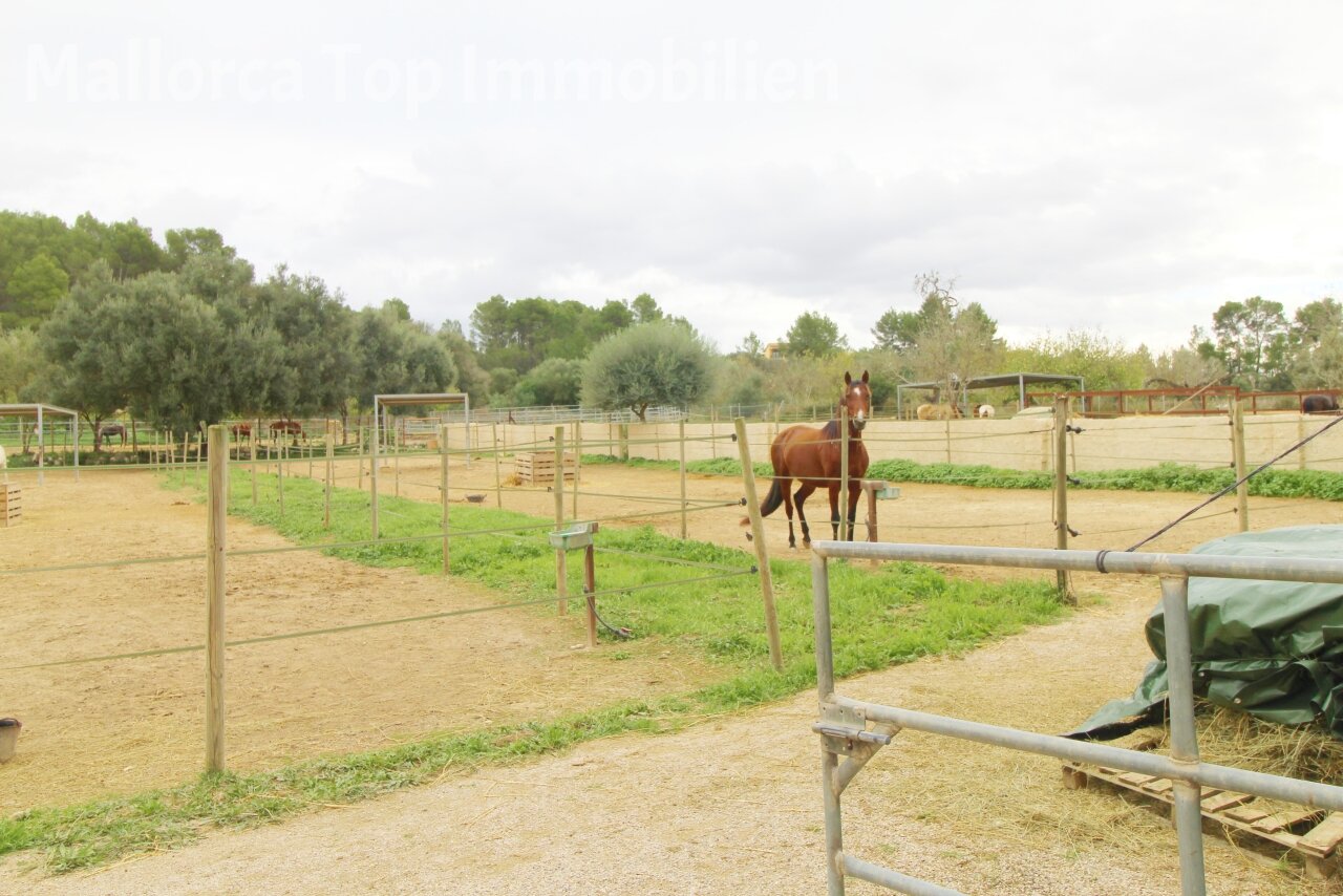 Finca mit Gästehaus () Finca mit Gästehaus ()