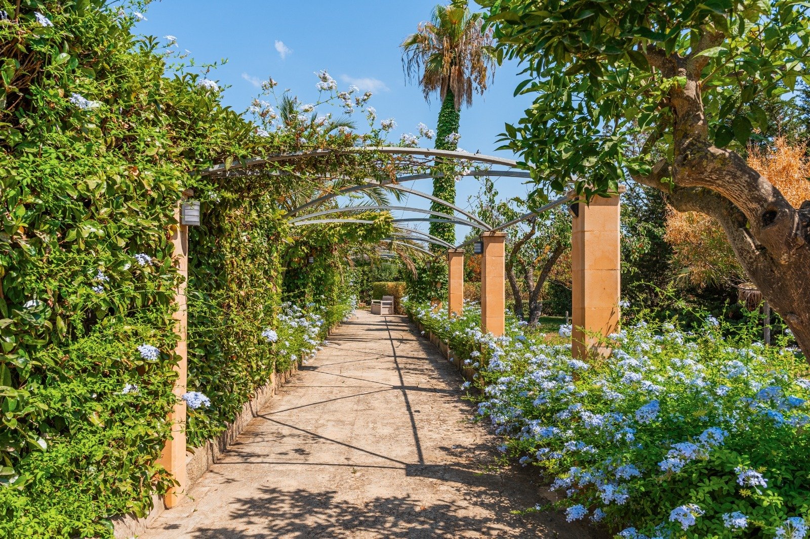 Enchanted pergola passage with massive pillars and established climbing plants