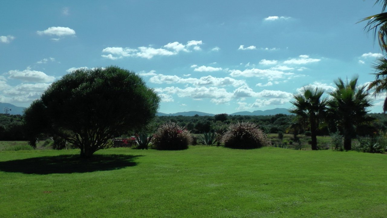Park landscape with old trees and open mountain view