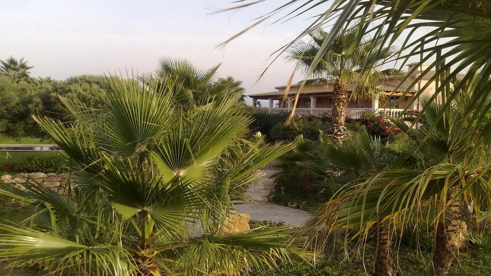 Tropical garden with designed pathways and lush palm planting
