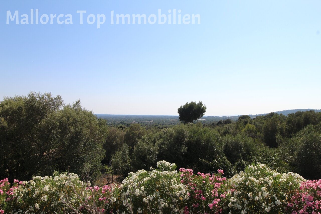 Panoramic view of the Mallorcan landscape with olive groves