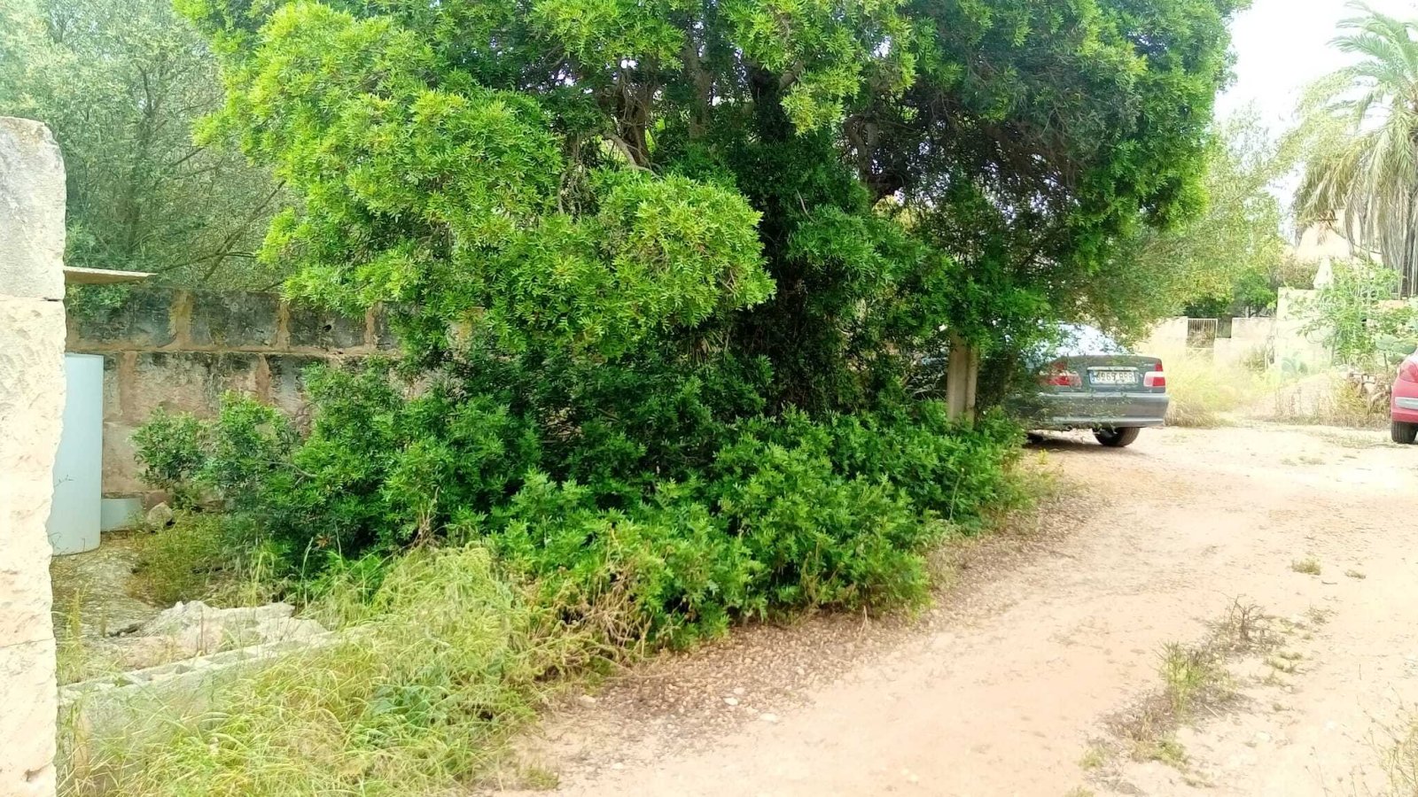 Natural plot with established trees and development potential Natural plot with established trees and development potential