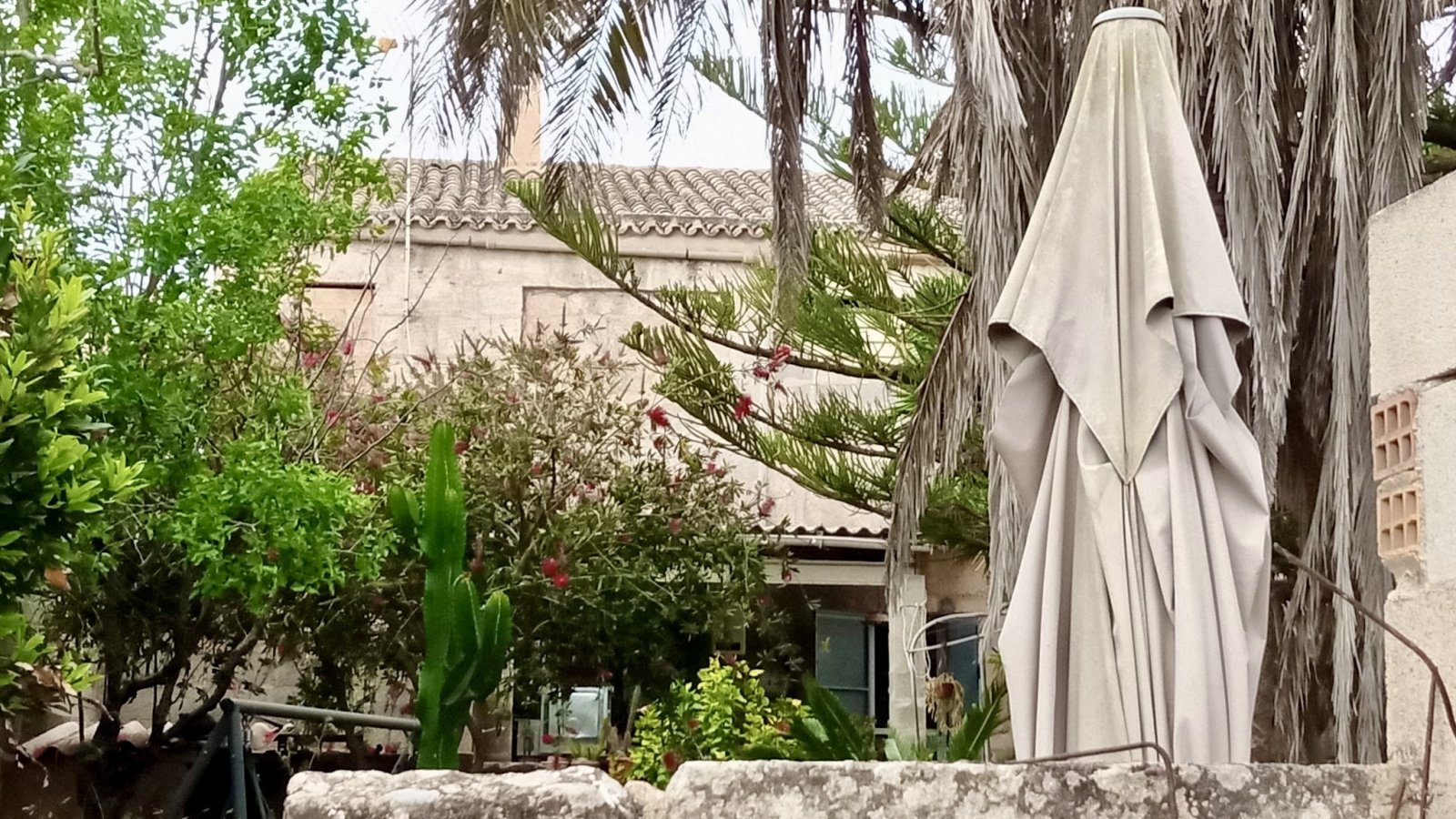 Idyllic outdoor area with established palm trees and natural shade. Idyllic outdoor area with established palm trees and natural shade.