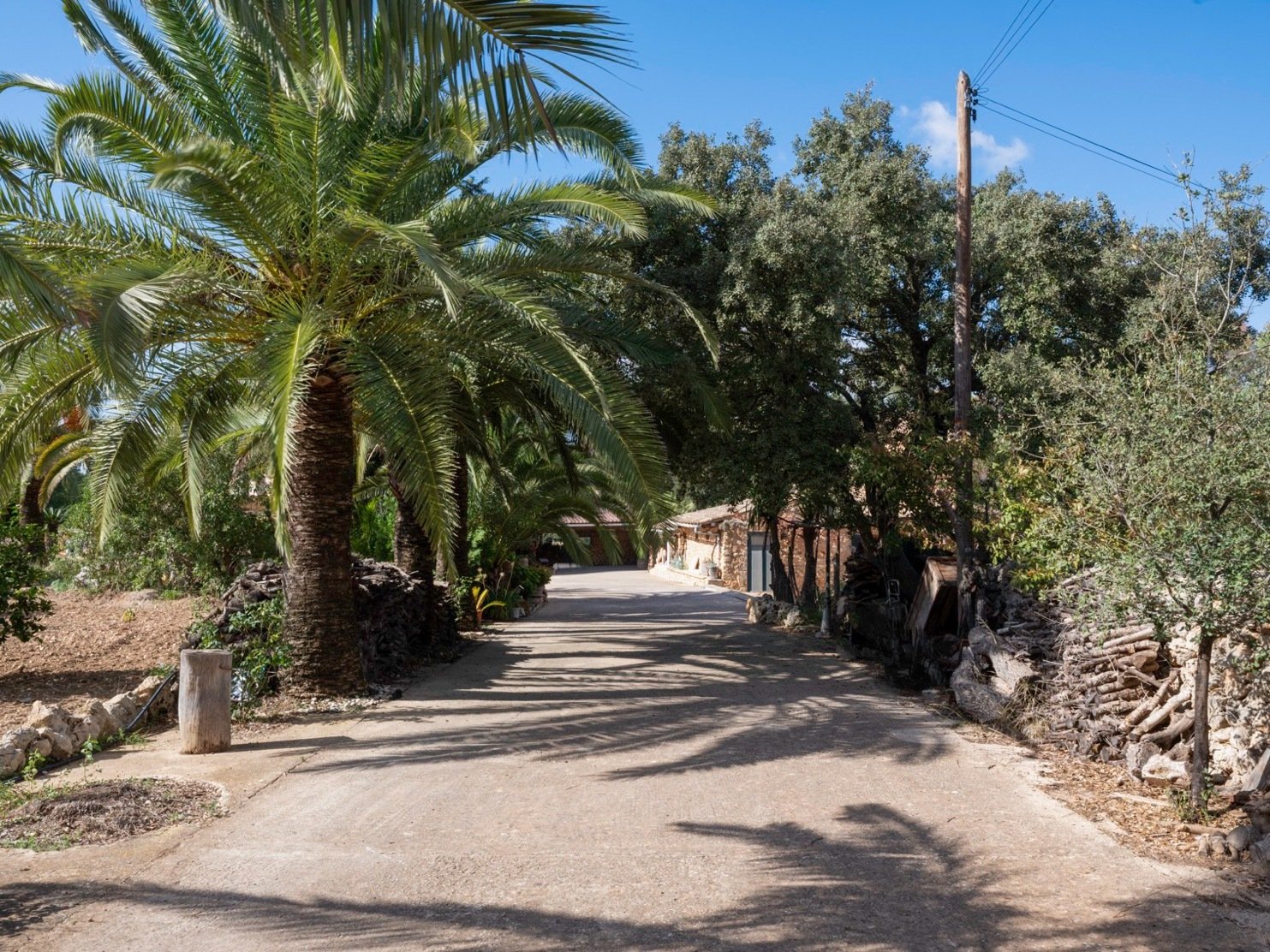 Picturesque driveway with natural palm shading and paved walkway area. Picturesque driveway with natural palm shading and paved walkway area.