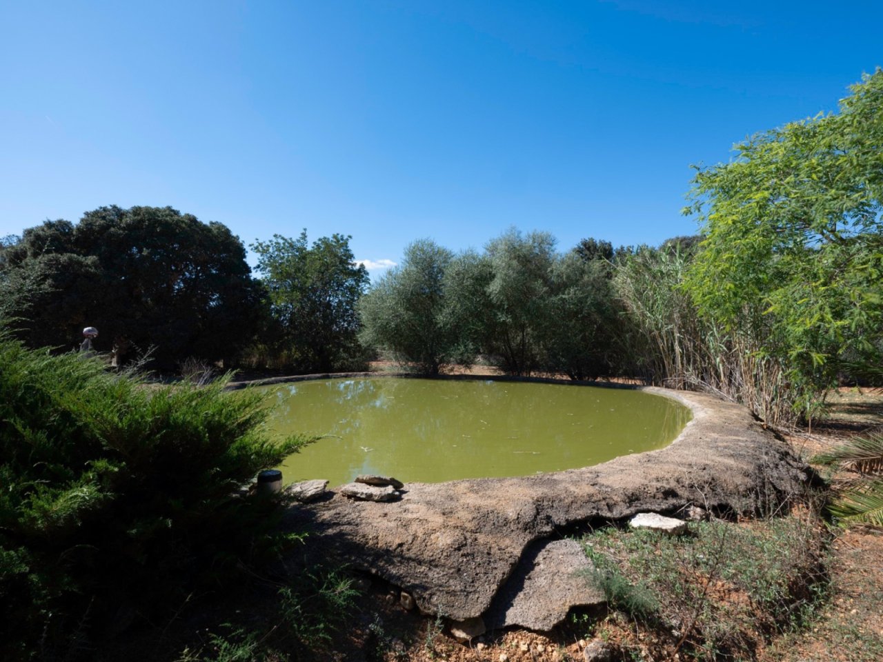 Natural water basin with lush tree backdrop and idyllic garden landscape Natural water basin with lush tree backdrop and idyllic garden landscape