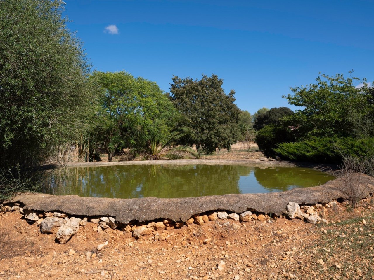 Natural pond with old trees and Mediterranean parkland Natural pond with old trees and Mediterranean parkland