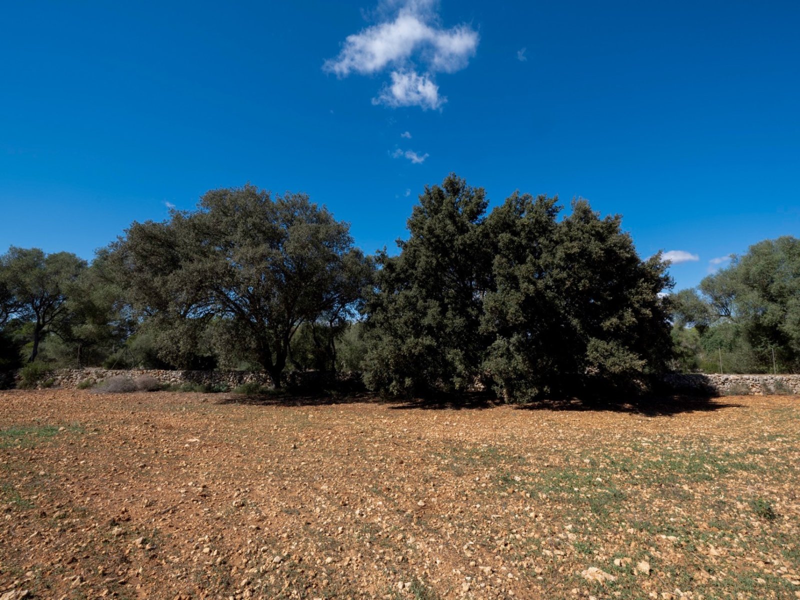 Natural estate with old trees and Mediterranean parkland Natural estate with old trees and Mediterranean parkland