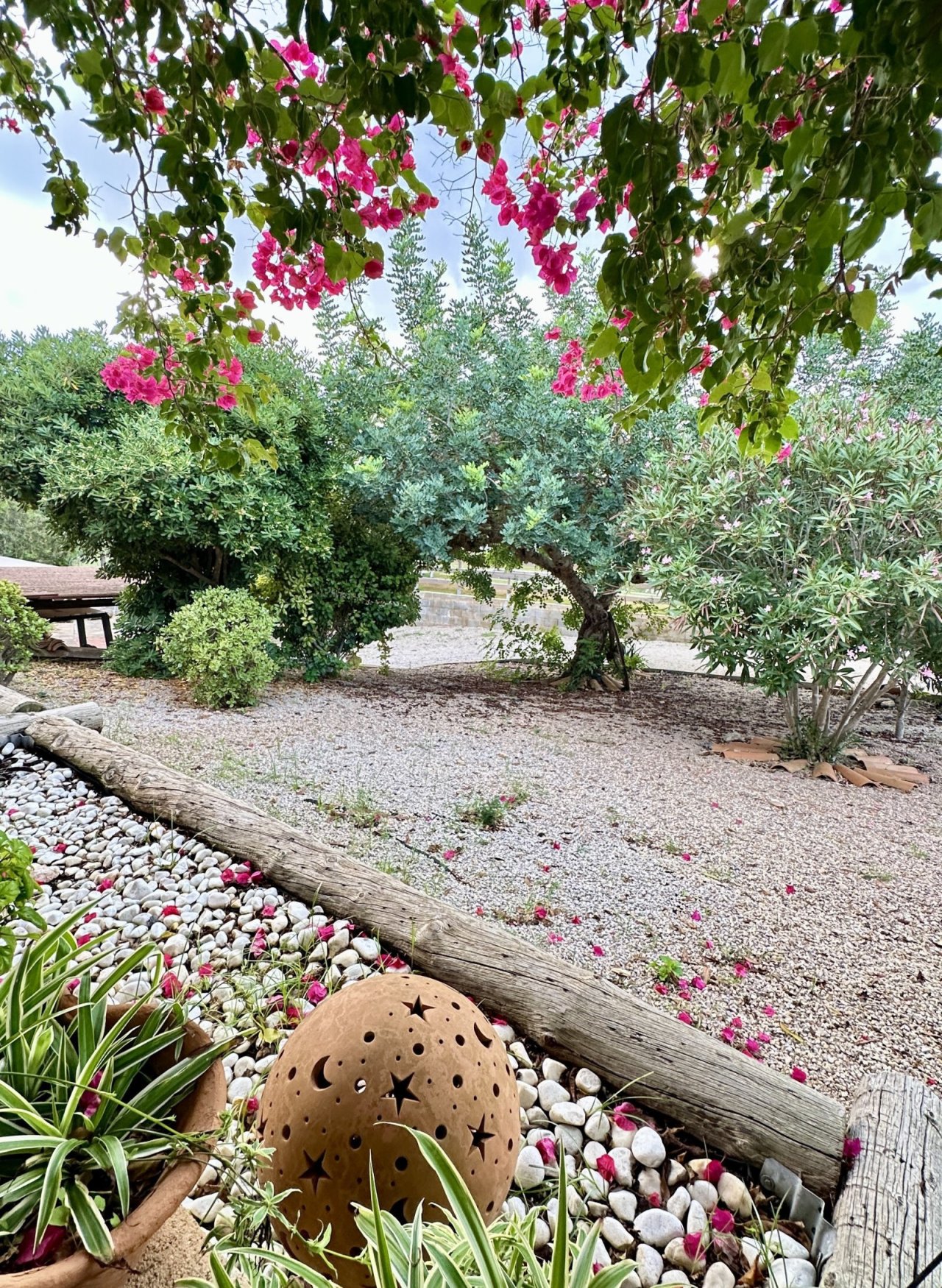 Mediterranean garden with established trees and structured pathways