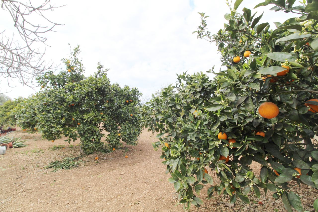 Productive orchard with established citrus stock and optimal growing conditions