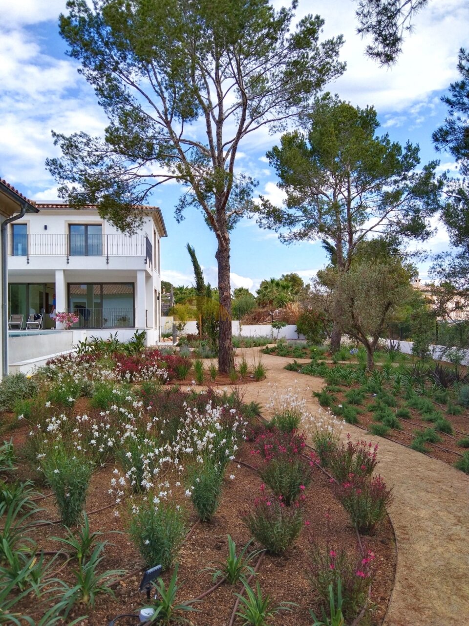 Mediterranean garden with old trees and naturalistic design Mediterranean garden with old trees and naturalistic design