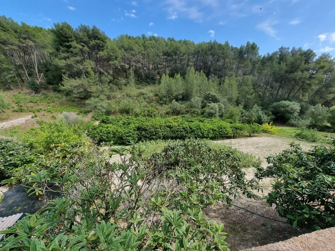 Established vegetable garden with natural forest backdrop and diverse cultivation areas Established vegetable garden with natural forest backdrop and diverse cultivation areas