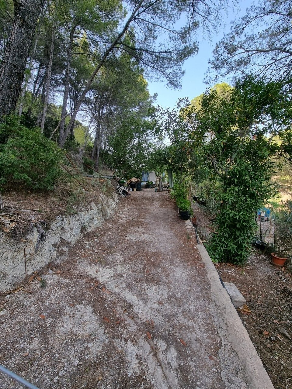 Picturesque driveway with established trees and natural forest framing Picturesque driveway with established trees and natural forest framing