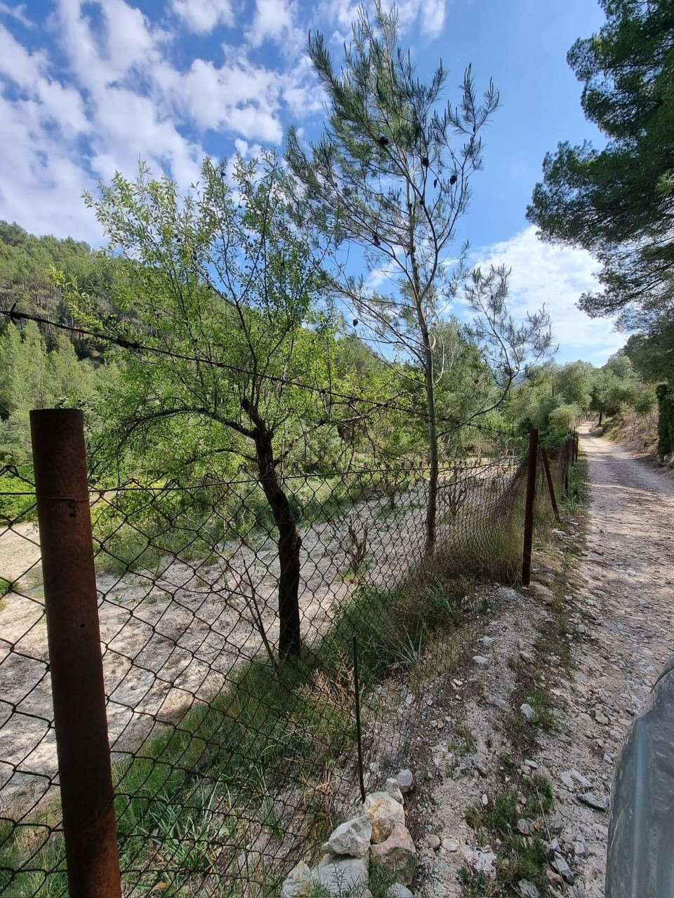Enclosed property area with established trees and natural forest boundary Enclosed property area with established trees and natural forest boundary