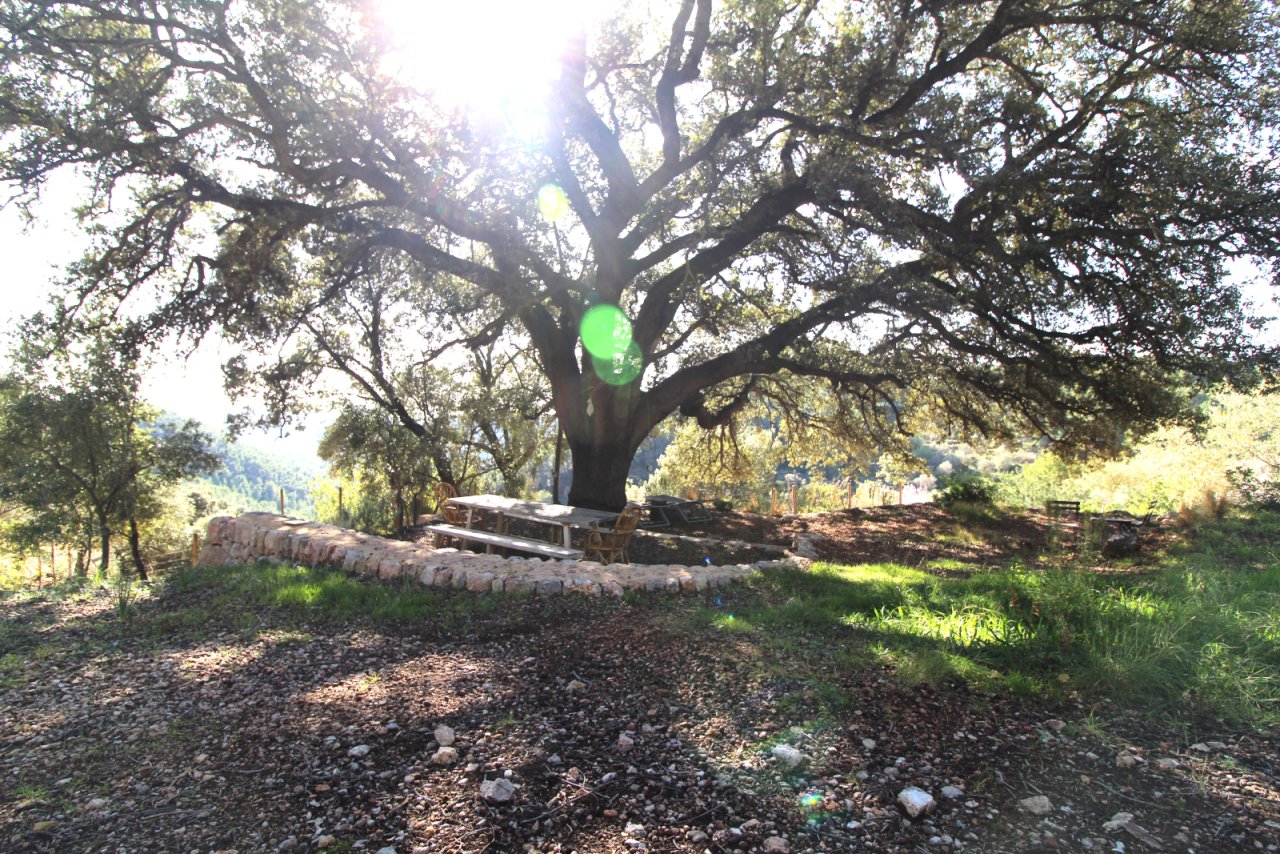 Idyllic fire pit under centuries-old trees with rustic natural stone edging