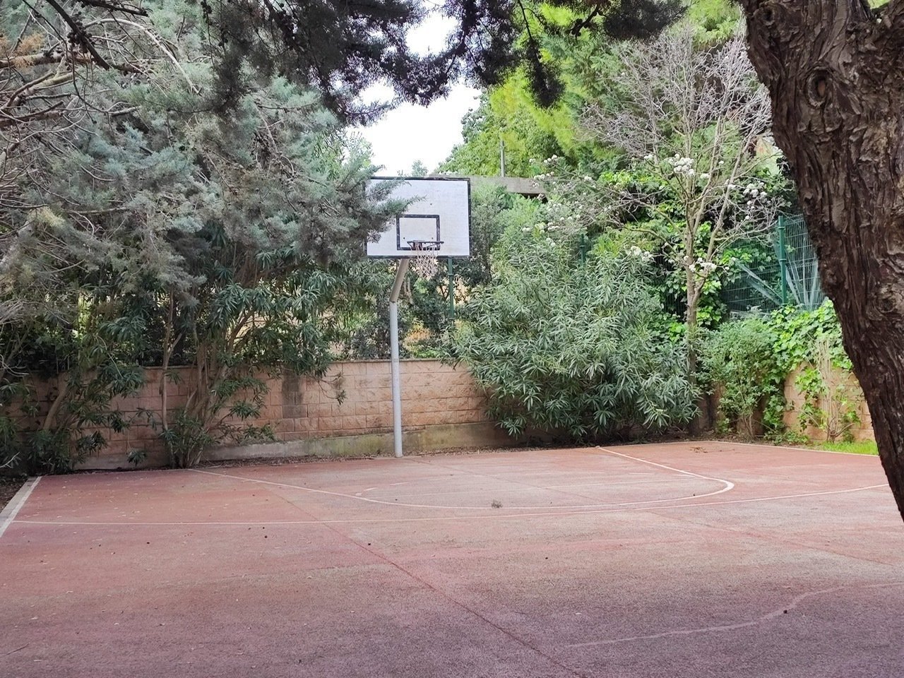 Cancha de baloncesto profesional con área verde cercada