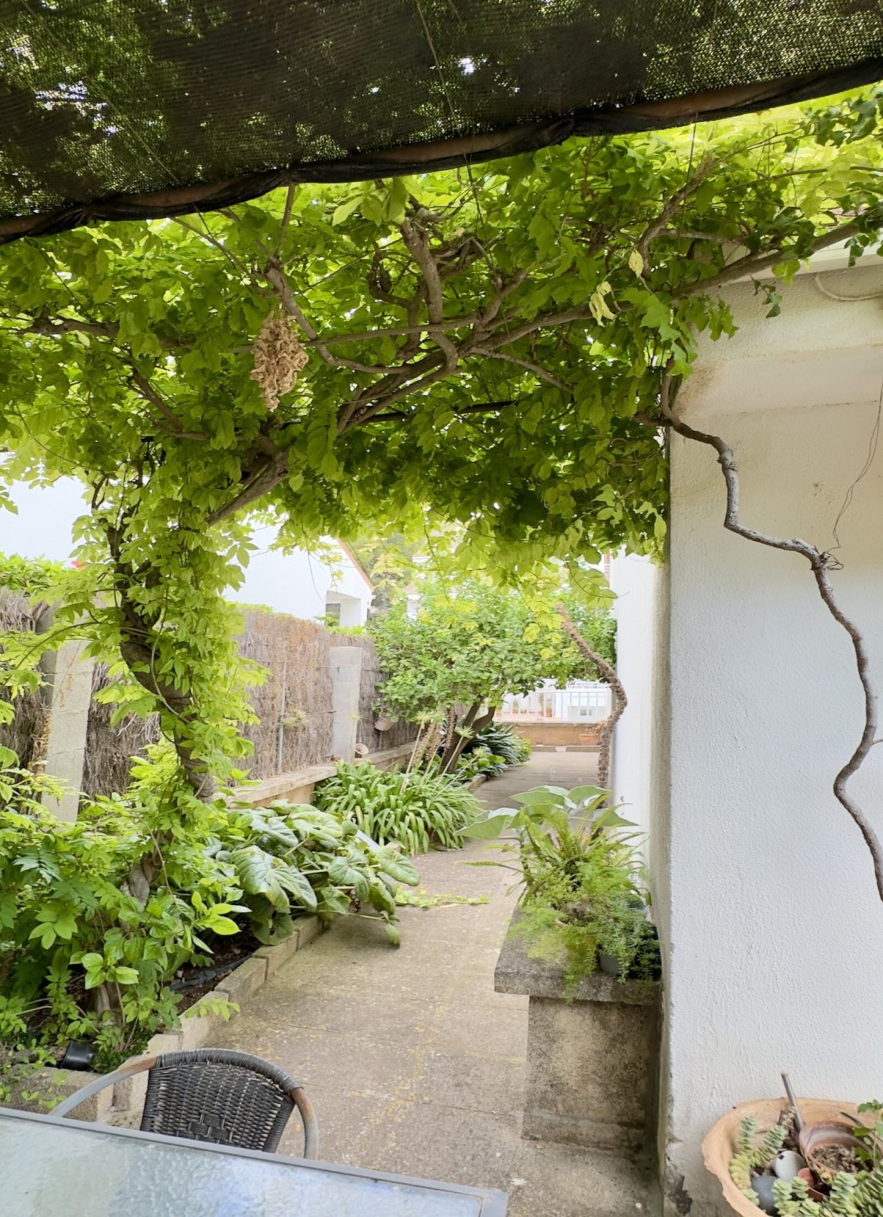 Terraza cubierta con enrejado natural – lugar sombreado para relajarse