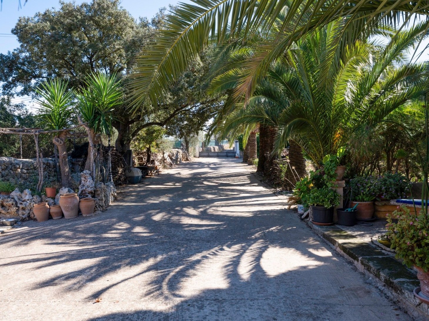 Galería de palmeras sombreadas con camino empedrado y sombra natural