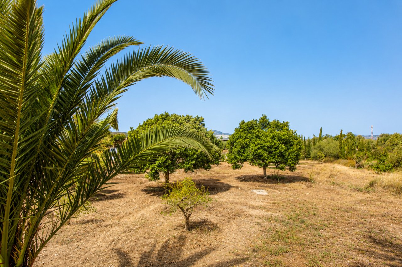 Terreno mediterráneo con árboles establecidos y vista panorámica sin construir Terreno mediterráneo con árboles establecidos y vista panorámica sin construir