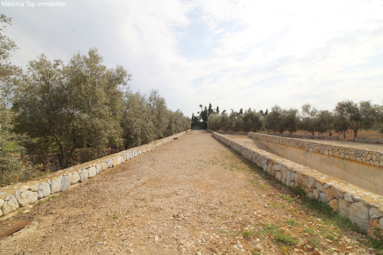 Acceso cuidado con muros de piedra natural robustos y olivar establecido