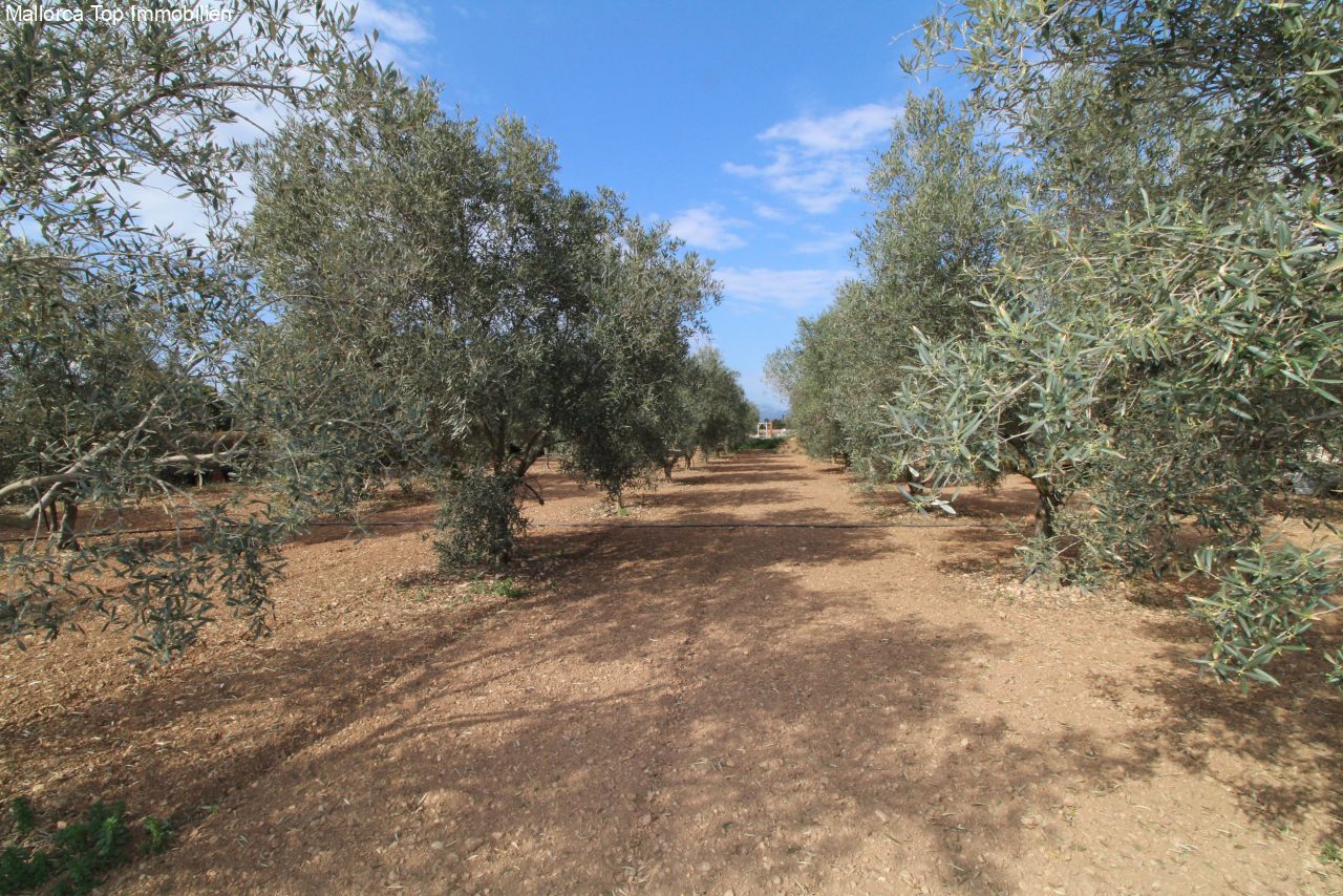 Olivares productivos con árboles establecidos y condiciones óptimas de crecimiento