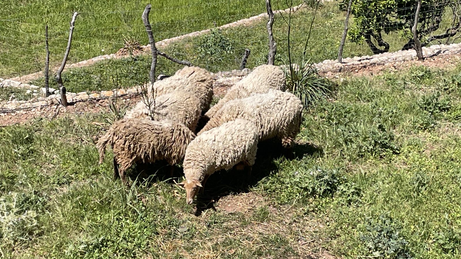 Auch Schafe als Wegbegleiter