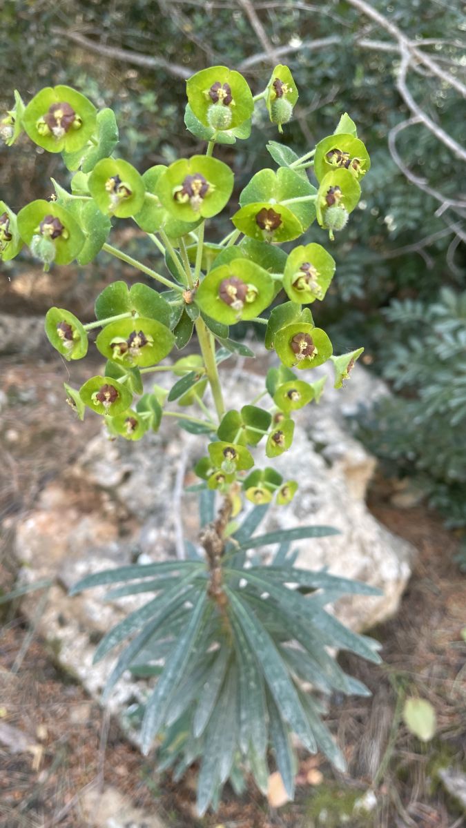 Wildblumen grüne