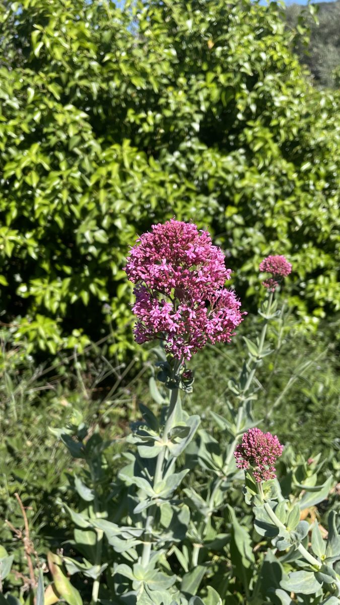 Wildblumen rote