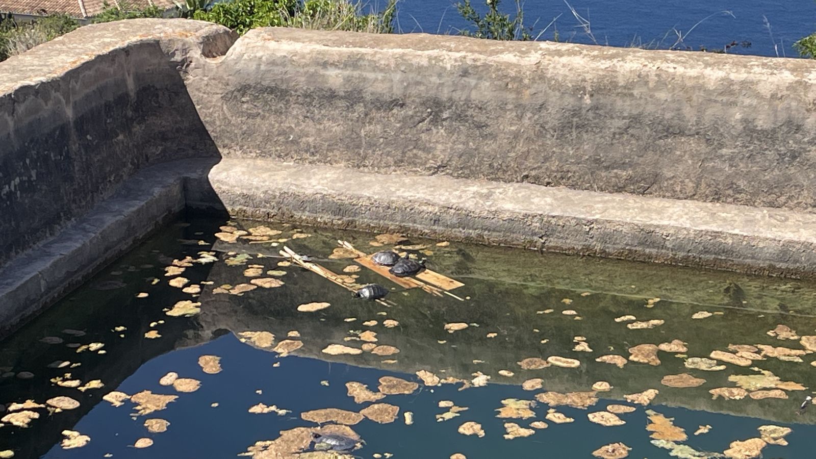 Wasserschildkröten