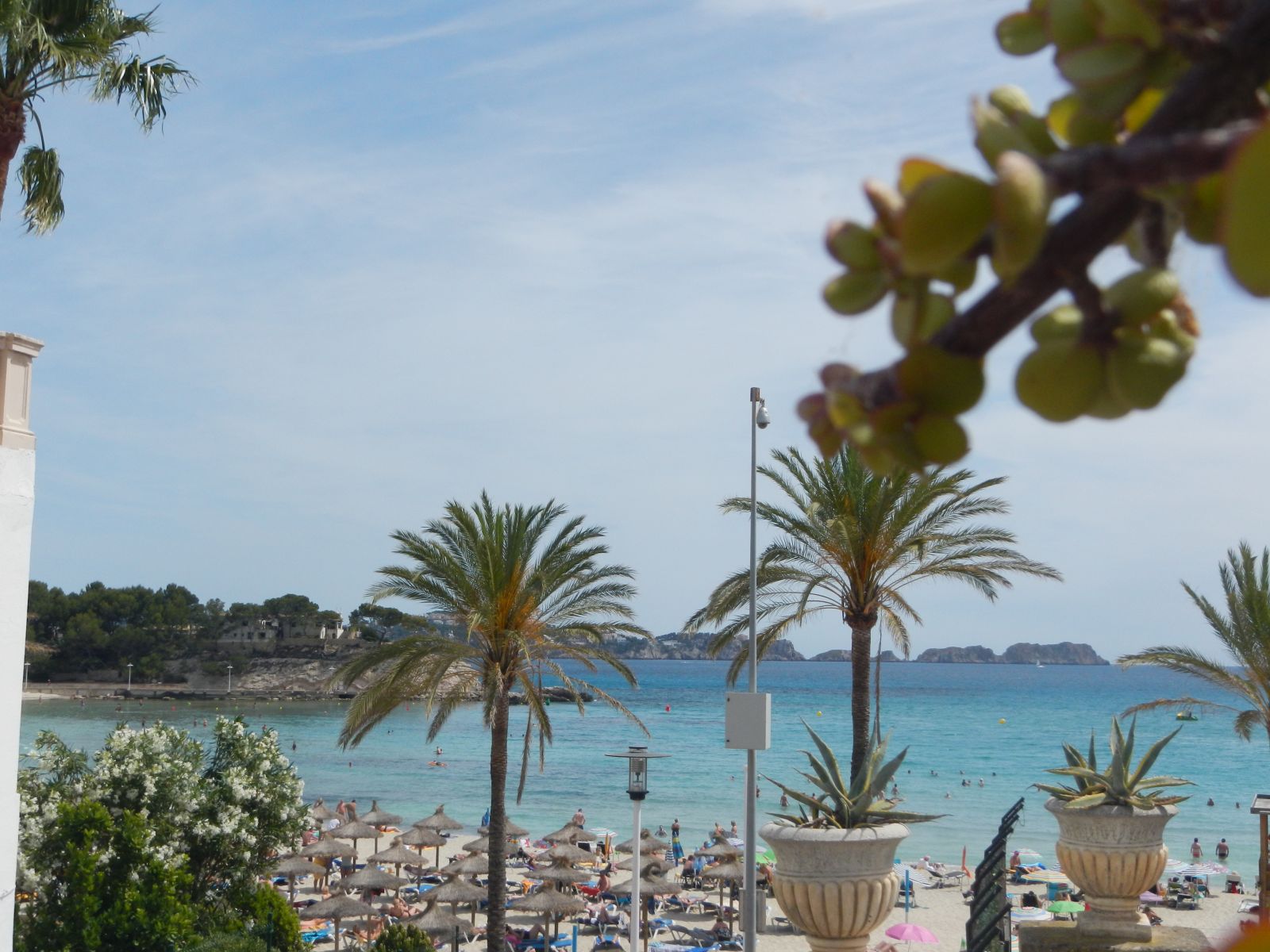Strände mit Palmen auf Mallorca