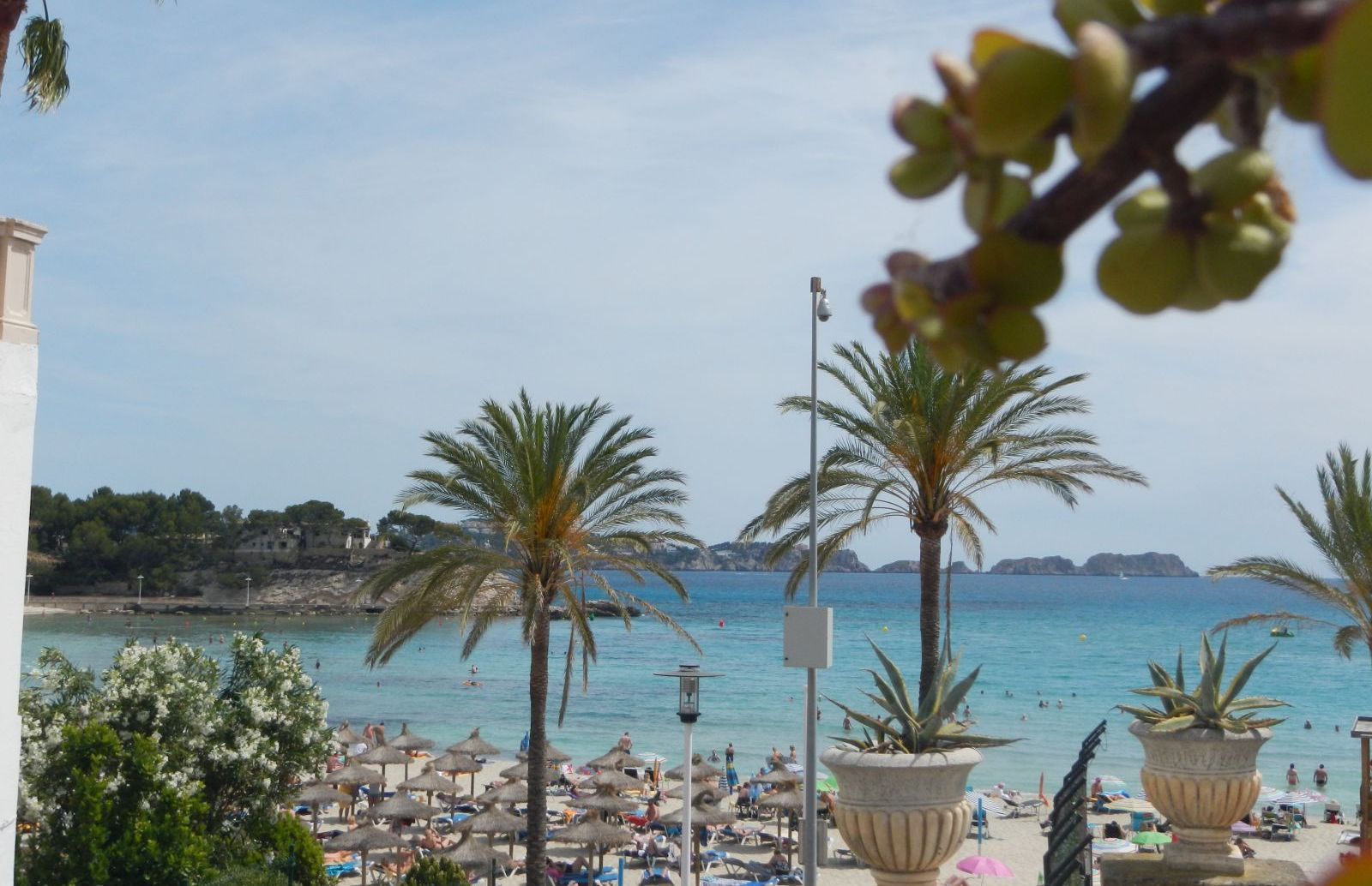 Strände mit Palmen auf Mallorca