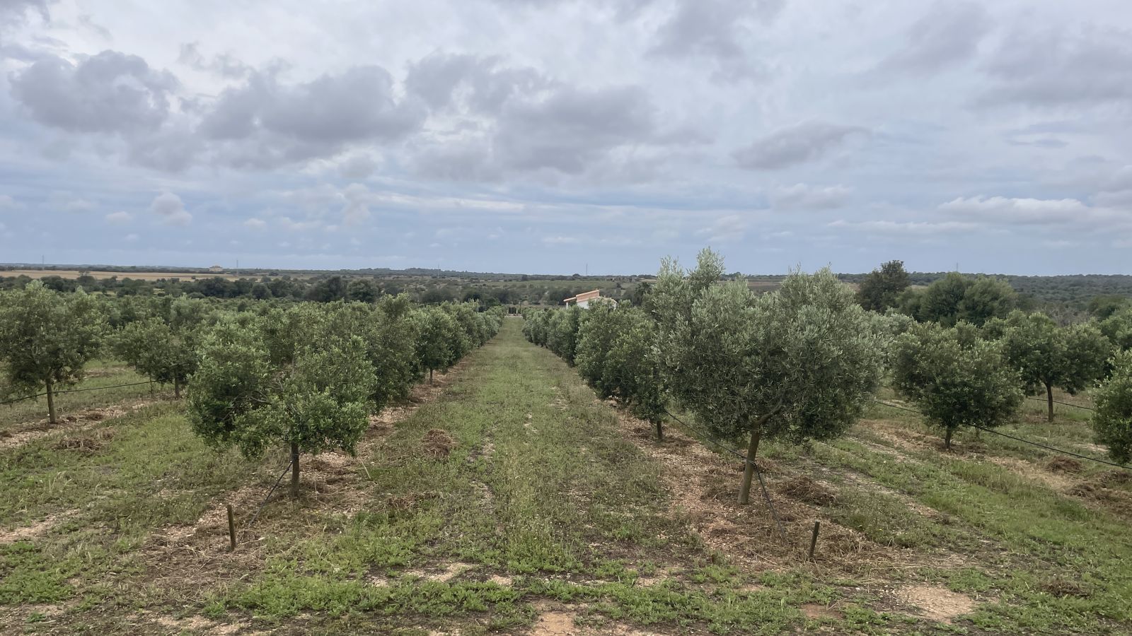 Olivenplantage Finca Can omXai